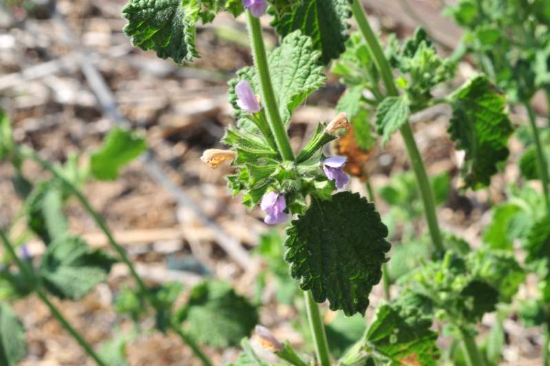 Ballota nigra sl.